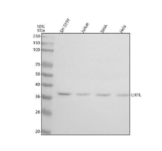 Anti-LIX1L Antibody Picoband® Boster Bio