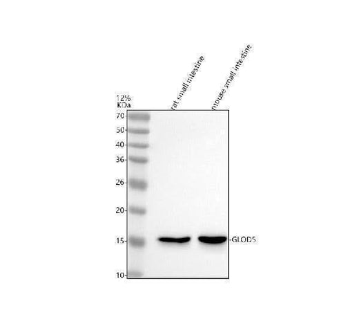 Anti-GLOD5 Antibody Picoband® Boster Bio