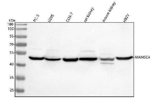 Anti-MANSC4 Antibody Picoband® Boster Bio