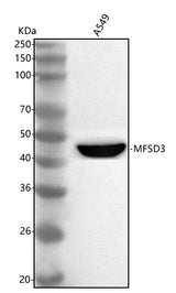 Anti-MFSD3 Antibody Picoband® Boster Bio