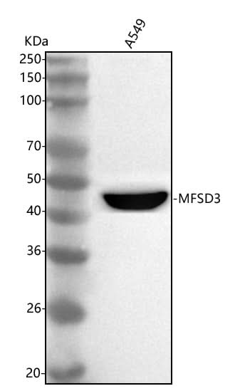 Anti-MFSD3 Antibody Picoband® Boster Bio