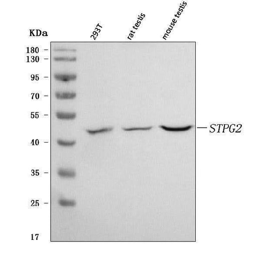 Anti-STPG2 Antibody Picoband® Boster Bio