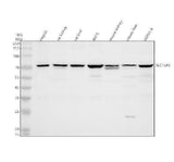 Anti-SLC15A5 Antibody Picoband® Boster Bio