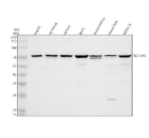 Anti-SLC15A5 Antibody Picoband® Boster Bio