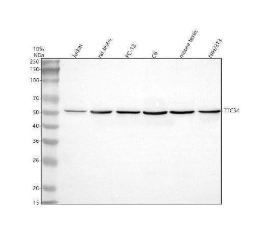 Anti-TTC34 Antibody Picoband® Boster Bio