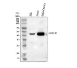 Anti-LRRC30 Antibody Picoband® Boster Bio
