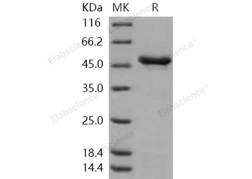 > 95 % as determined by reducing SDS-PAGE.