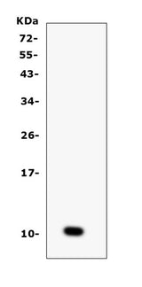 Anti-CCL6 Antibody Picoband® Boster Bio