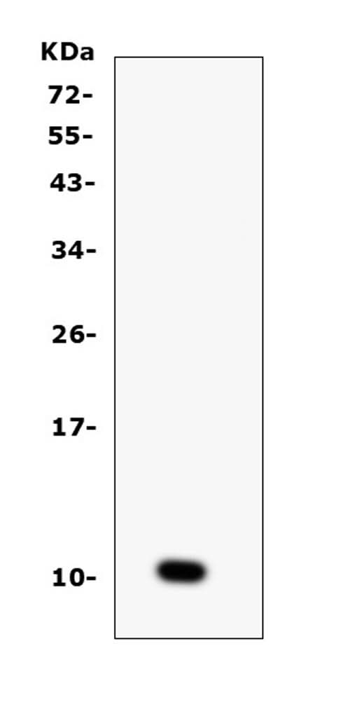 Anti-CCL6 Antibody Picoband® Boster Bio