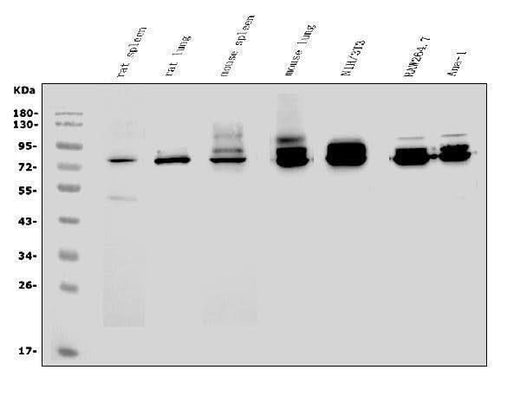 Anti-CD97/Adgre5 Antibody Picoband® Boster Bio