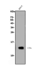 Anti-Sca1/Ly6A/E Antibody Picoband® Boster Bio