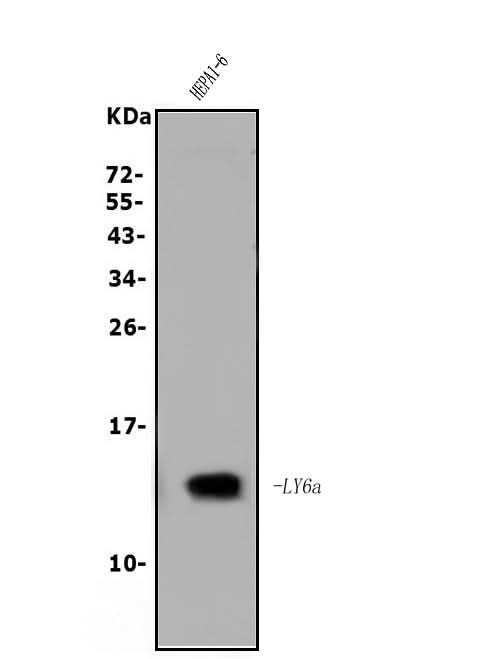 Anti-Sca1/Ly6A/E Antibody Picoband® Boster Bio