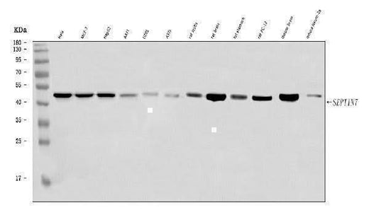 Anti-SEPT7/SEPTIN7 Antibody Picoband® Boster Bio