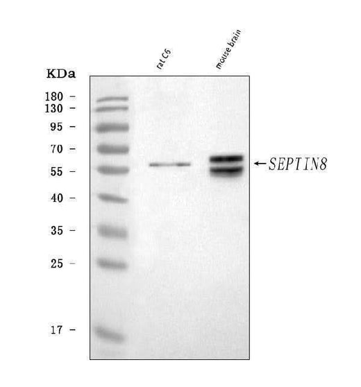 Anti-Septin 8/Septin8 Antibody Picoband® Boster Bio