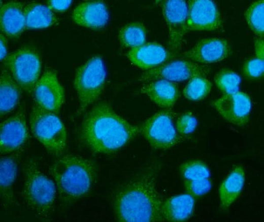 Anti-CGAS Antibody Picoband® Boster Bio