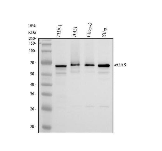 Anti-cGAS Antibody Picoband® Boster Bio