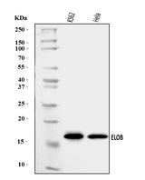Anti-TCEB2/Elongin-B/ELOB Antibody Picoband® Boster Bio
