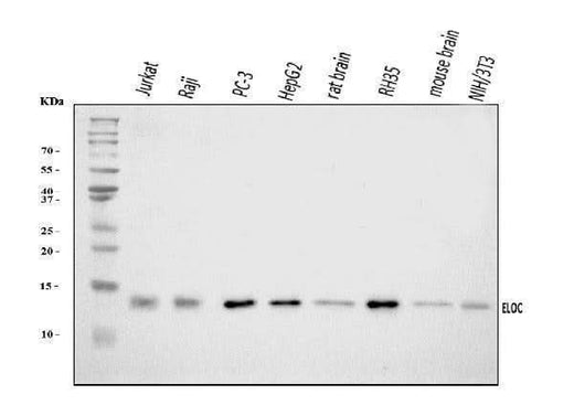 Anti-Elongin-C/ELOC Antibody Picoband® Boster Bio