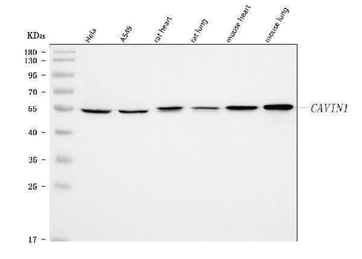 Anti-PTRF/CAVIN1 Antibody Picoband® Boster Bio
