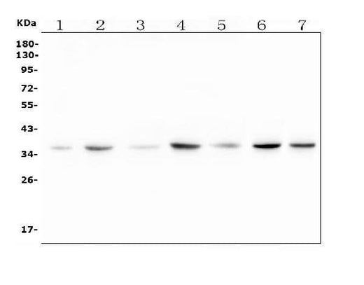 Anti-RTL10 Antibody Picoband® Boster Bio