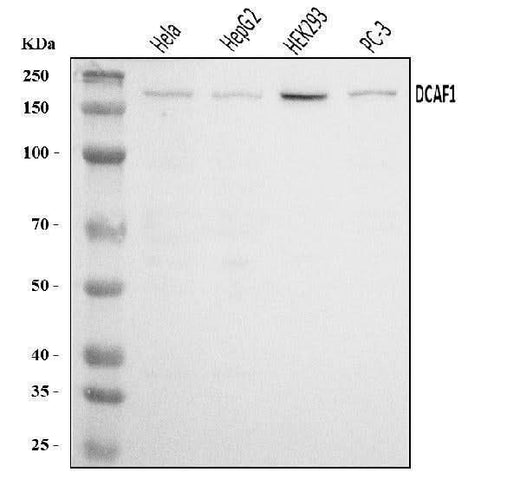 Anti-VPRBP/DCAF1 Antibody Picoband® Boster Bio