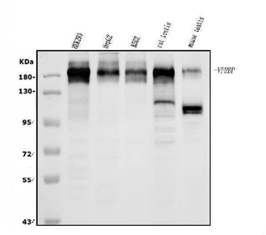 Anti-VPRBP/DCAF1 Antibody Picoband® Boster Bio