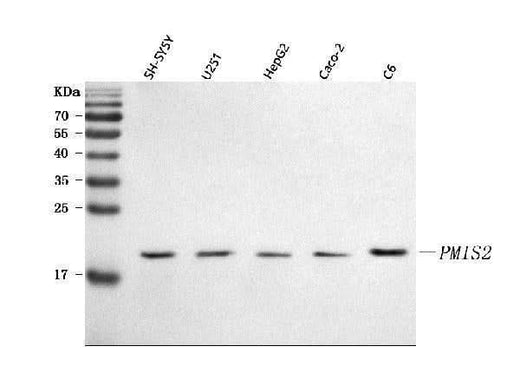 Anti-PMIS2 Antibody Picoband® Boster Bio