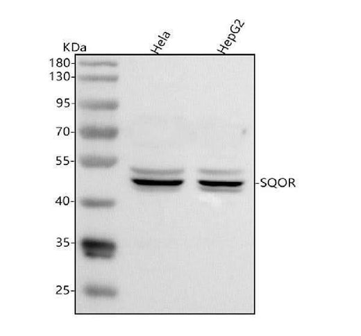 Anti-SQRDL/SQOR Antibody Picoband® Boster Bio