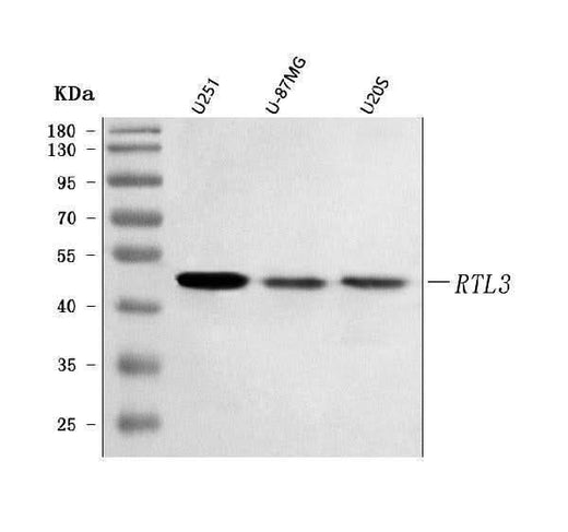 Anti-RTL3 Antibody Picoband® Boster Bio