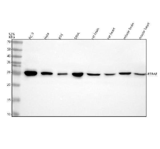 Anti-C14orf166/RTRAF Antibody Picoband® Boster Bio