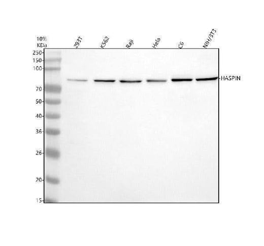 Anti-GSG2/HASPIN Antibody Picoband® Boster Bio