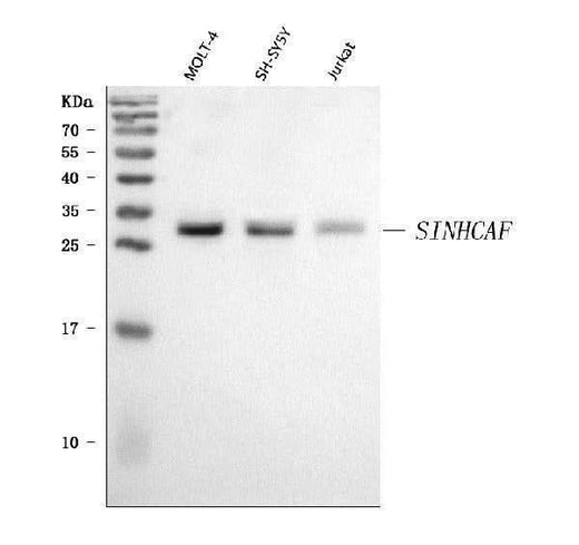 Anti-SINHCAF Antibody Picoband® Boster Bio