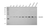 Anti-SELENOT Antibody Picoband® Boster Bio