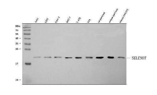 Anti-SELENOT Antibody Picoband® Boster Bio