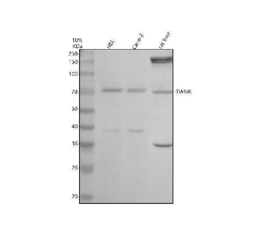Anti-Twinkle/TWNK Antibody Picoband® Boster Bio
