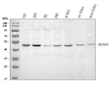 Anti-MINDY3 Antibody Picoband® Boster Bio