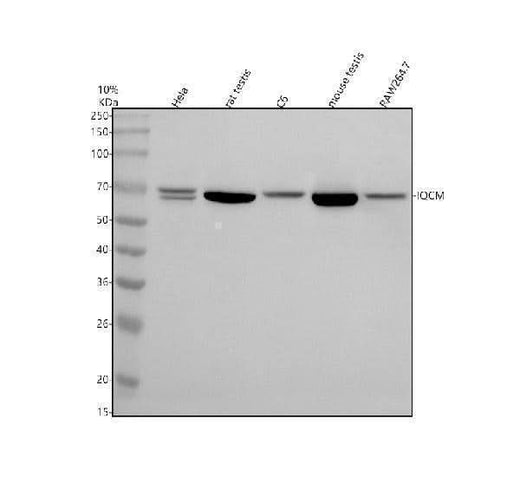 Anti-IQCM Antibody Picoband® Boster Bio