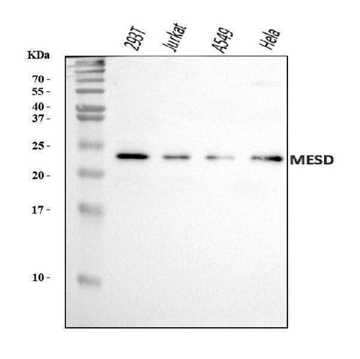 Anti-MESDC2/MESD Antibody Picoband® Boster Bio