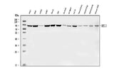 Anti-MRE11 Antibody Picoband® Boster Bio
