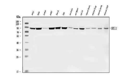 Anti-MRE11 Antibody Picoband® Boster Bio