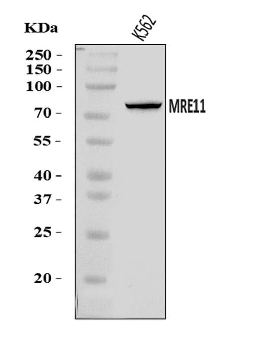 Anti-MRE11 Antibody Picoband® Boster Bio