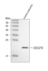 Anti-ODAPH Antibody Picoband® Boster Bio