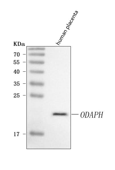 Anti-ODAPH Antibody Picoband® Boster Bio