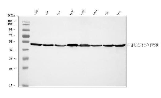 Anti-ATP5F1B Antibody Picoband® Boster Bio