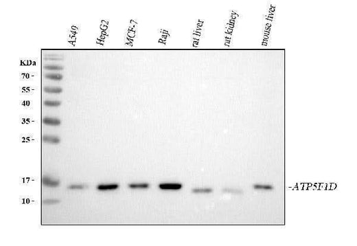 Anti-ATP5F1D Antibody Picoband® Boster Bio