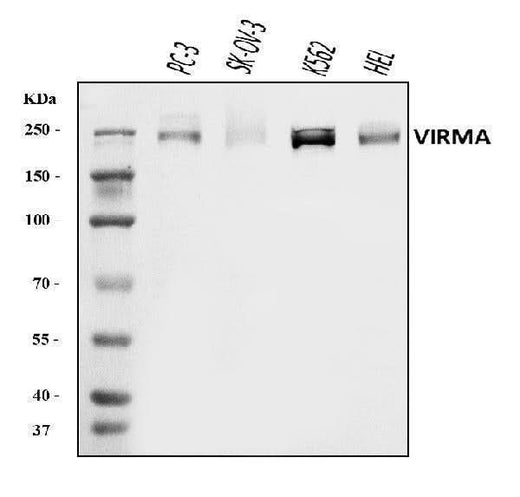 Anti-KIAA1429/VIRMA Antibody Picoband® Boster Bio