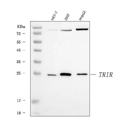 Anti-TRIR Antibody Picoband® Boster Bio