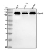 Anti-HDGFL2 Antibody Picoband® Boster Bio