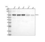 Anti-INAVA Antibody Picoband® Boster Bio