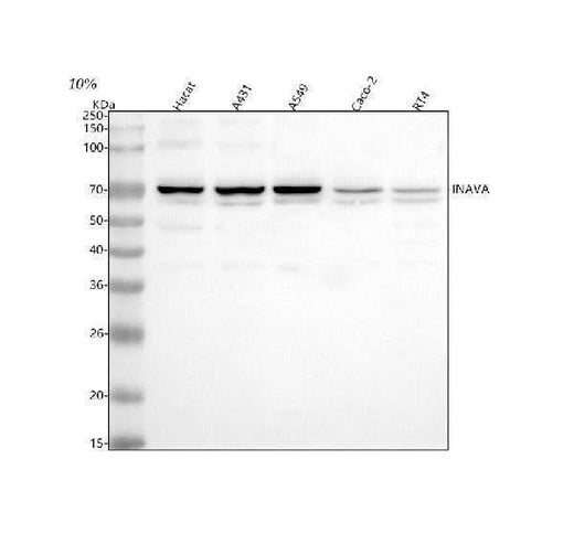Anti-INAVA Antibody Picoband® Boster Bio